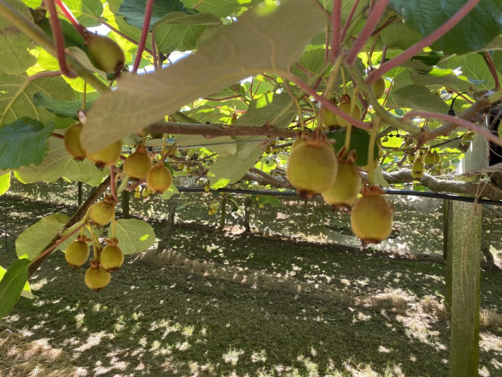 Groundwater Take Assessment for Kiwifruit Orchard Irrigation